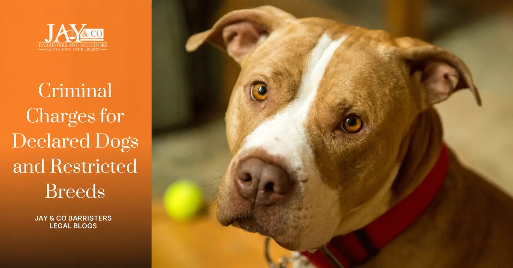 Criminal Charges for Declared Dogs and Restricted Breeds